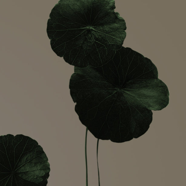 Cica (Centella Asiática)